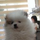 24시예스동물병원