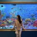 강남대로12길 36-8 | 코엑스 씨라이프 아쿠아리움｜입장료·인어공주 공연시간·주차할인·기프트샵 총정리