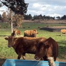 재훈목장 이미지