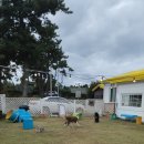 도르멍멍이 이미지