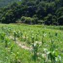 강변농장 이미지