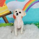 포미펫샵 이미지