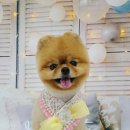 허니비 펫살롱 이미지