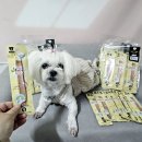애드미트 | 꿍이 최애! 부드러운 노견간식, 미트스틱 추천 후기