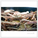 영덕대게 이미지