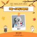 네오펫 | 안양 평촌 애견미용 샵 네오펫ㅣ비숑 스포팅 귀툭튀 컷