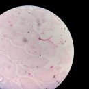 다원결혼정보 | 대전 임상병리사 현실 후기, 취업분야, 연봉 정보 포함