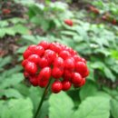 비선동 산삼 이미지