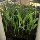 제일종묘사 | [구리 도시농부] 옥수수 심기의 모든것(파종/곁순제거/수확시기)