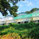 가행나무 이미지