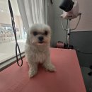 더 도도하개 | 화성 향남 애견미용과 호텔까지 한번에, 말티즈 스포팅컷 잘하는 도도하개