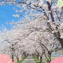 서익산농협웅포지점 | 전북 벚꽃길 드라이브 코스 BEST 6🔺