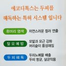 에코헤나디톡스 네이버블로그