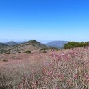 비슬산유스호스텔 | 대구 비슬산 참꽃축제 2026 일정 주차 가수 실시간 진달래 꽃구경 나들이