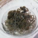 청계 회 수산 이미지