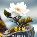 삼월 Daum카페