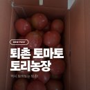 토리커피로스터스 | 🍅 [경기도 광주] 퇴촌 토마토 직거래 농장 | 토리농장 108호 방문 후기 ✨