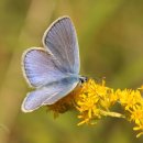 로즈와 나 이미지