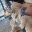 개팔상팔 이미지