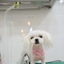 별난동물병원 이미지