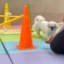 902댕스쿨 | 강아지 두마리 유치원 비용, 실제로 얼마나 들까? (2025 기준)