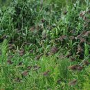 참새&허수아비 이미지