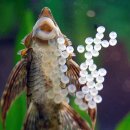 로얄(ROYAL) 이미지