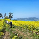 진도섬투어민박 | 2026 진도 관매도 유채꽃 축제 완벽 가이드 : 보배섬에서 만나는 인생 봄 여행지