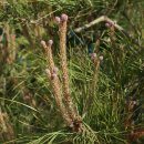 소나무, 松, Korean red pine 이미지