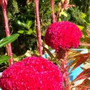 문화초교 이미지