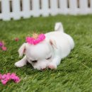 하얀강아지 이미지