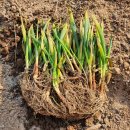 파평농원 이미지