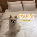 호텔 진 | 반려동물 가능하고 리모델링 으로 깔끔해진 "인별호텔" 내돈내산 솔직후기