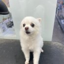 펫마트 강아지 논산점 이미지