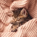 로얄도그 이미지