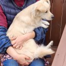 낮은굴뚝 애견펜션 이미지