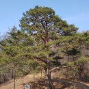 소나무 [Pinus densiflora Siebold & Zucc.] 이미지