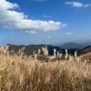 황매산 억새축제 이미지