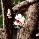 인천 봉수대로 벚꽃 이미지