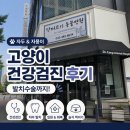 닥터 호오 동물병원 | 대전 닥터코기동물병원 고양이 건강검진 비용/ 치은염 치주염 발치수술 후기