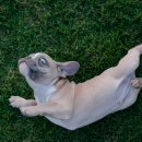 pet176나8690 이미지