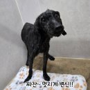 차차 - 115195 | 차차