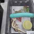 게코정 | 청주파충류샵 게코나무숲 방문 후기