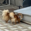 춘향 몽룡 달맞이 | 3月 (2)