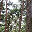 명품소나무길 이미지