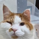 늘품동물병원 이미지