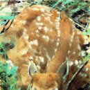 평자연목장 | [113]사슴 / 노천명