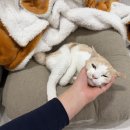 또아리하우스 | [내돈내산] 닥터펠리스 포캣네스트 고양이 방석 추천🐈👍🏻 &amp; 브라운 실사용 후기