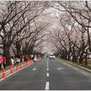 현재시간 경주 벚꽃터널 모습들 이미지