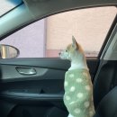 디위드동물병원 이미지